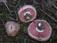 Agaricus cupreobrunneus image