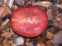 Gymnopilus luteofolius image