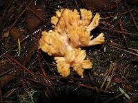 Ramaria sanguinea image