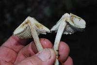 Inocybe sororia image