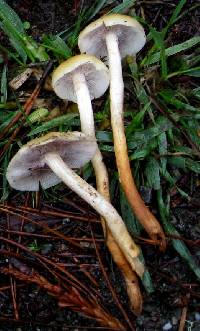 Hypholoma capnoides image
