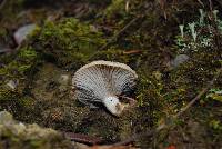 Gomphidius oregonensis image