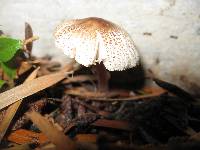 Lepiota castaneidisca image