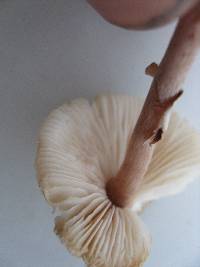 Lepiota castaneidisca image