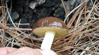 Suillus brevipes image