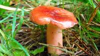 Russula sanguinaria image