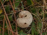 Lycoperdon molle image