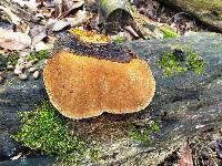 Phellinus robiniae image
