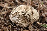 Lycoperdon marginatum image