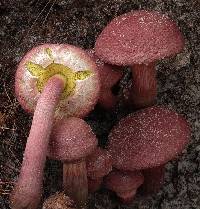 Boletellus emodensis image