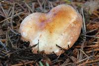 Rhodocollybia maculata image