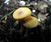 Gymnopilus luteofolius image