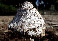 Coprinellus flocculosus image