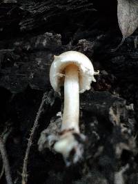 Lepiota castaneidisca image