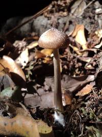 Entoloma hirtipes image