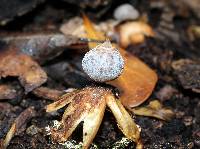 Geastrum pectinatum image