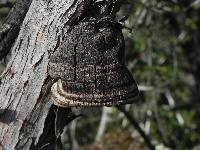 Phellinus arctostaphyli image