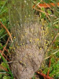 Phycomyces blakesleeanus image