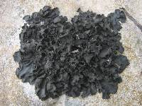 Collema flaccidum image