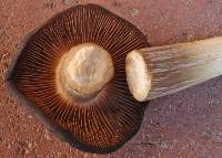 Entoloma ferruginans image