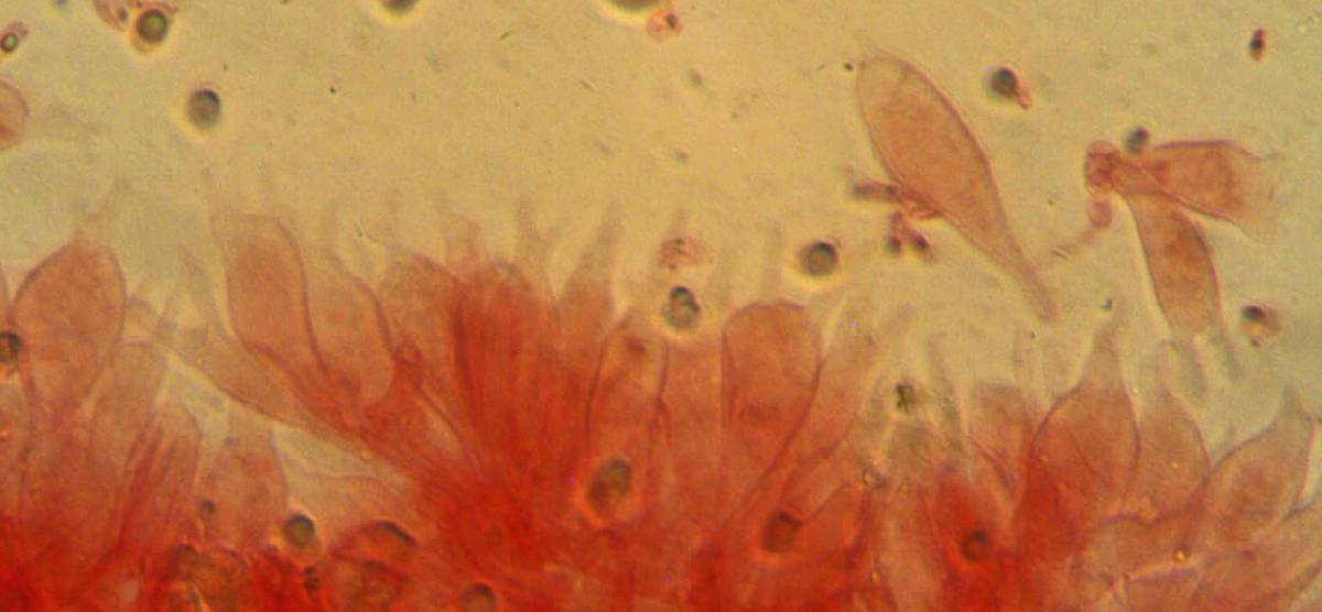 Mycena parabolica image