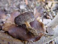 Helvella solitaria image