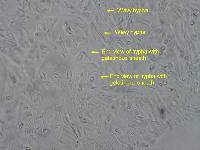 Sarcoleotia turficola image