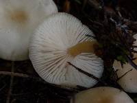 Clitocybe fragrans image