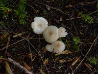 Clitocybe fragrans image