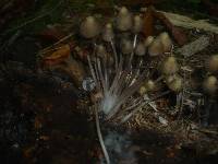 Mycena stipata image