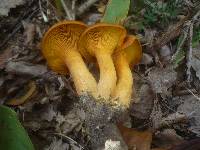 Omphalotus olearius image