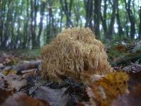 Ramaria pallidosaponaria image