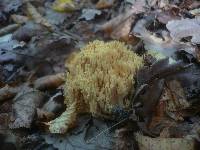 Ramaria pallidosaponaria image