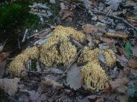 Ramaria pallidosaponaria image