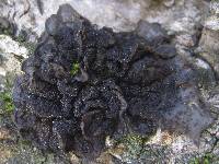 Collema auriforme image