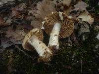 Cortinarius caperatus image