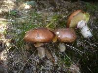 Suillus luteus image