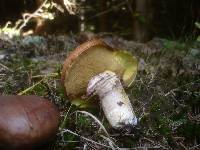 Suillus luteus image