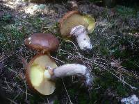 Suillus luteus image