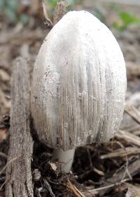 Coprinellus flocculosus image