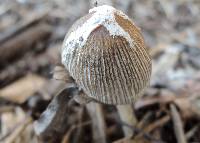 Coprinellus flocculosus image