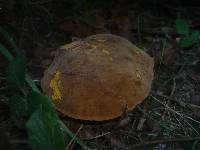 Boletus erythropus image