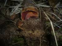 Boletus erythropus image