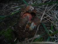 Boletus erythropus image