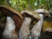 Cortinarius aprinus image