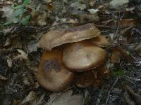 Cortinarius aprinus image