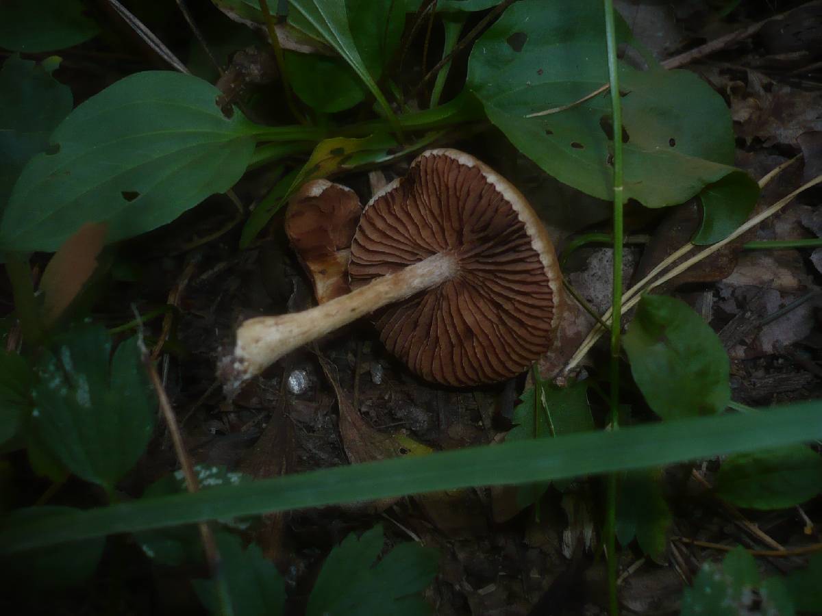 Hebeloma pallidoluctuosum image