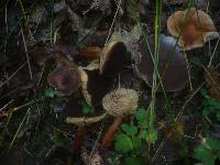 Lactarius subumbonatus image