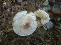 Lepiota cristata image