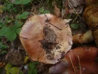 Cortinarius cupreorufus image